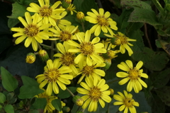 P1080914　ツワブキ