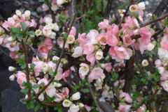 P1370725　木瓜