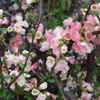 P1370725　木瓜