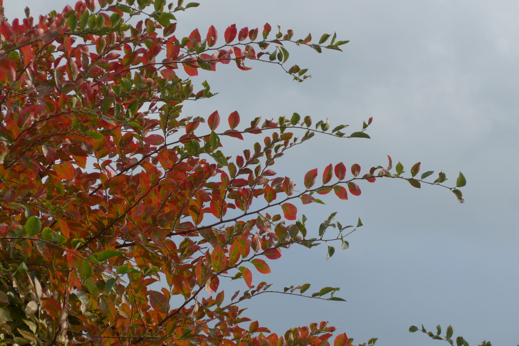 P1390210　アキニレ