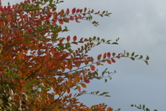 P1390210　アキニレ