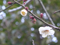 P1070188　うめ
