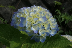P1068569　あじさい