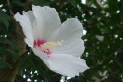 P1170290　希望