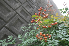 P1069542　ナンテン
