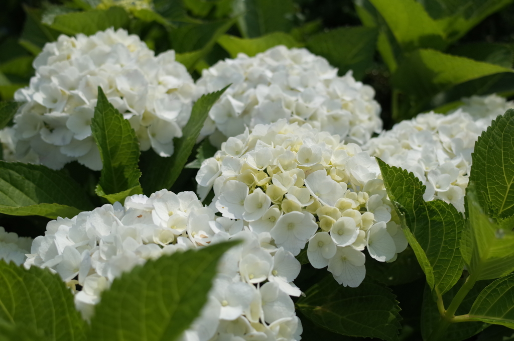 R0353164　アジサイ