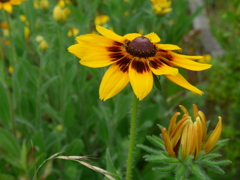 P1100093　夏の花