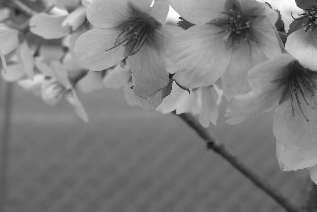 P1210256　山桜