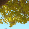 P1280891　イチョウ