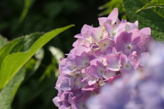 P1023841　あじさい