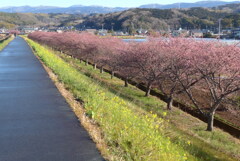 P1370573　河津桜の散歩道