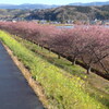 P1370573　河津桜の散歩道
