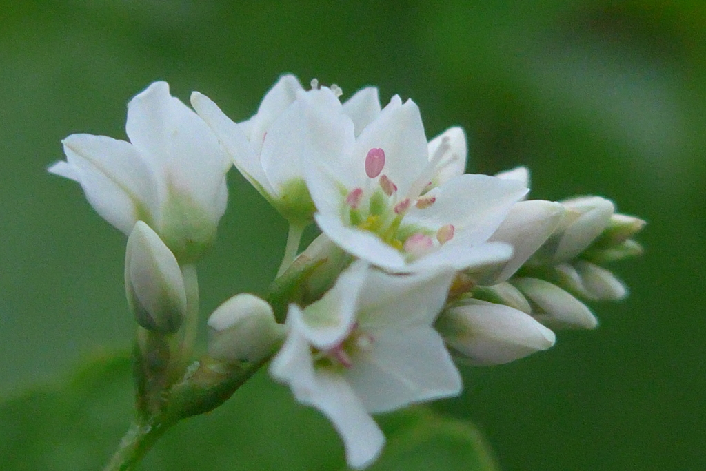 P1240792　ソバの花