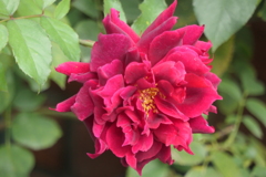 P1057023　横浜イングリッシュガーデンにて