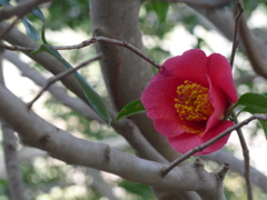 P1140081　一輪…