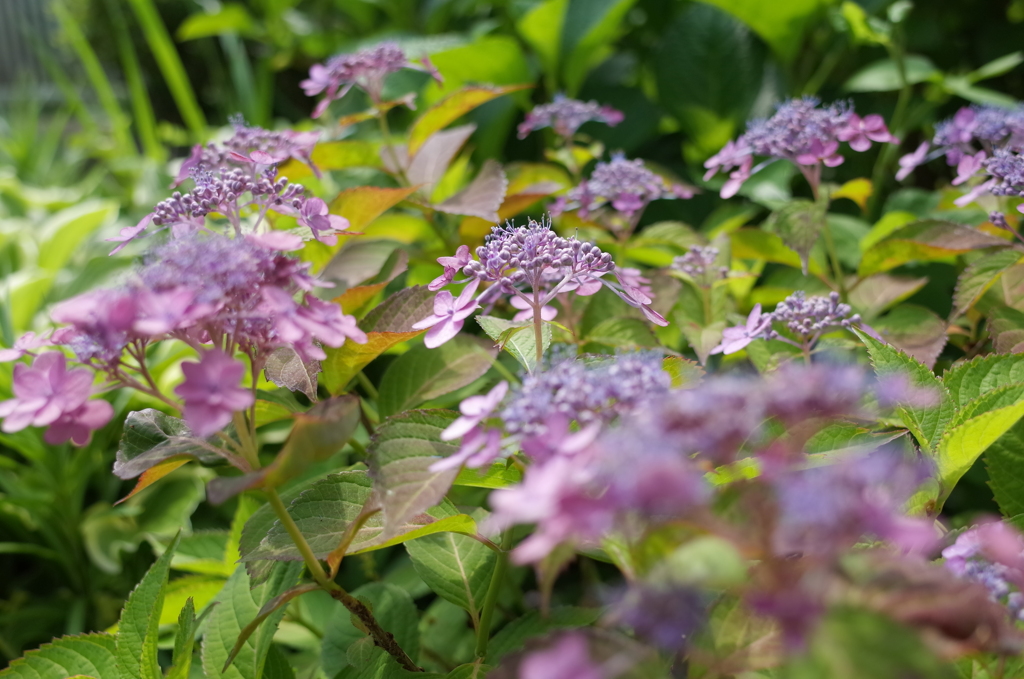 R0353180　風に吹かれて