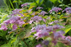 R0353180　風に吹かれて