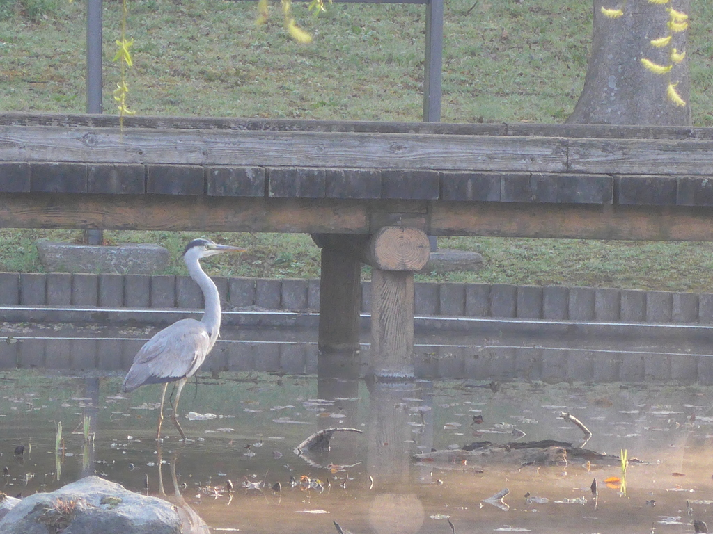 P1070742　公園の朝