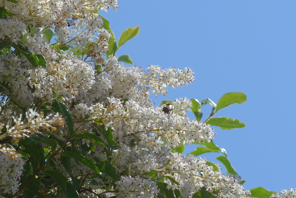 P1320973　白い垣根