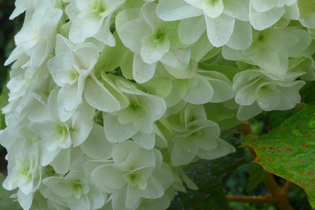 P1300724　カシワバアジサイ