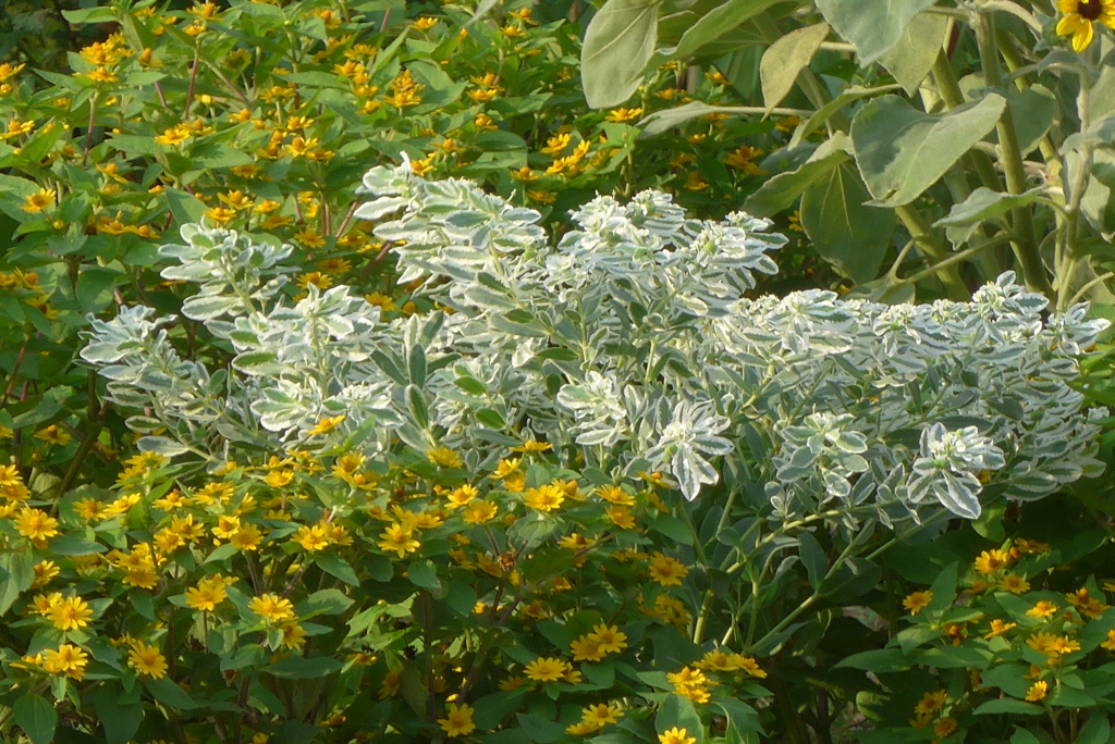 P1390121　夏の名残り