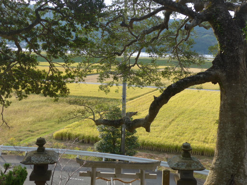 P1120063　神社から