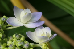 P1080277　アジサイ