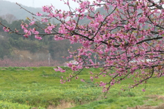 P1000763　雨の日の河津桜