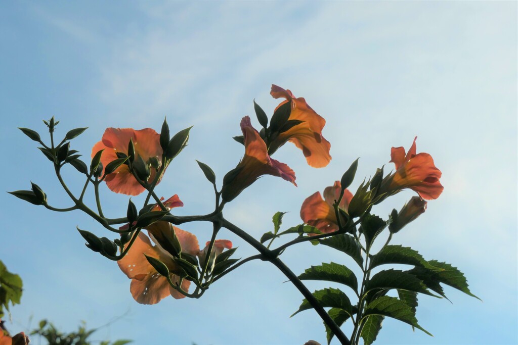 P1024053 (2)　ノウゼンカズラ