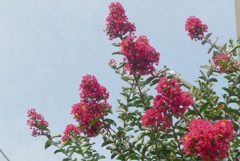 P1240025　雄弁（花言葉）