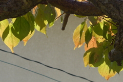 P1390256　朝の光に