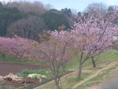 P1070572　春景色