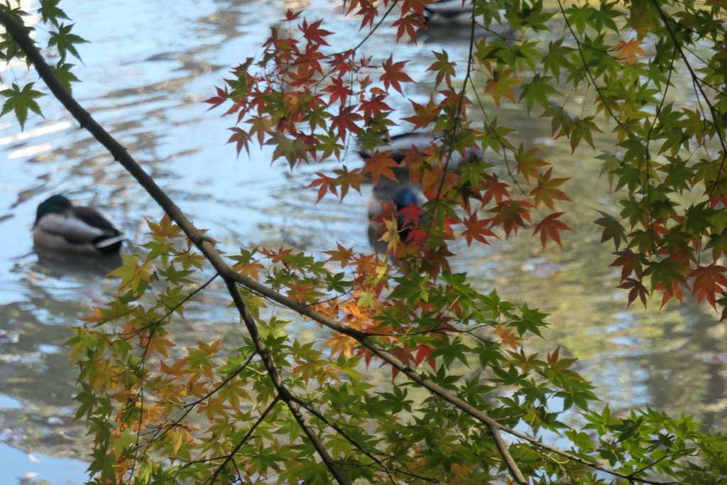 P1069604　水辺の紅葉
