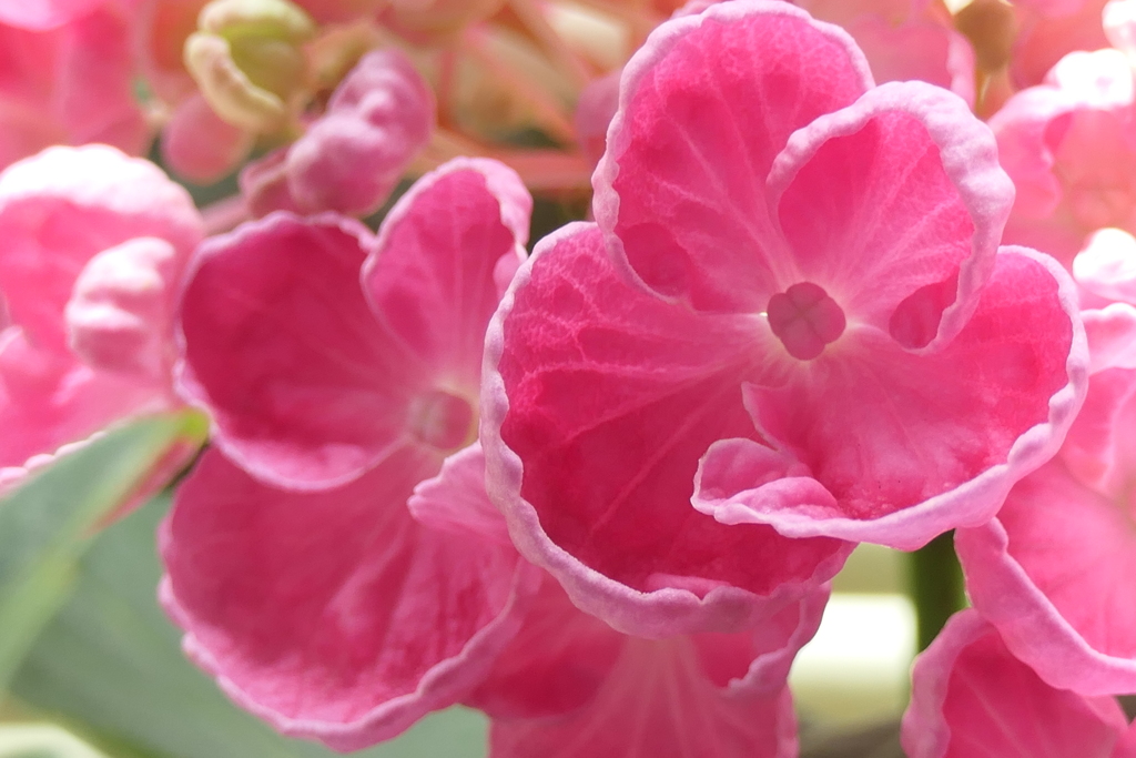 P1011916　母の日に