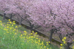 P1130929　河津桜と菜の花
