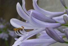 P1100265　アガパンサス