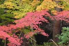 P1190265　修善寺虹の郷にて　～秋色に～