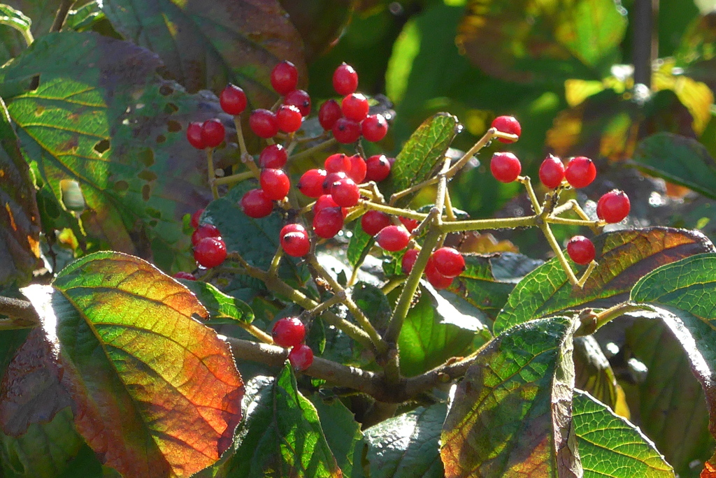 P1250296　赤い実