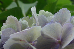 P1100580　へんげ(変化）