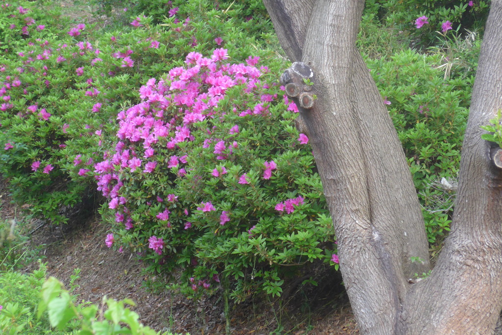 P1220069　ツツジの咲く公園