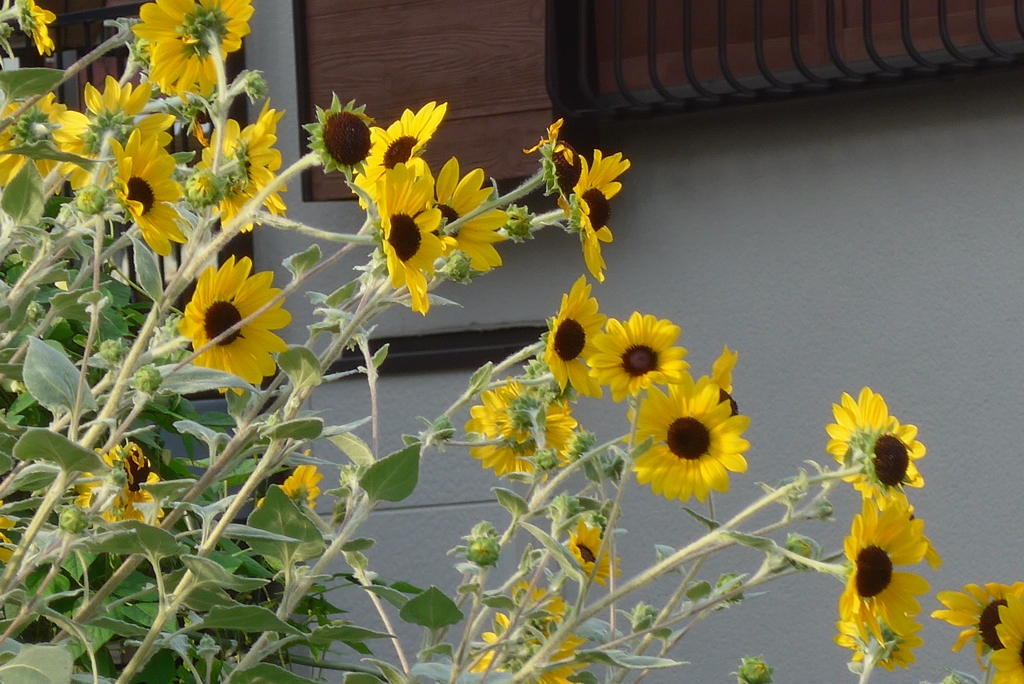 P1390120　秋の風に吹かれて