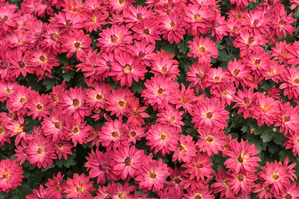 P1069485　菊