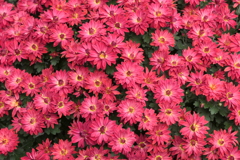 P1069485　菊