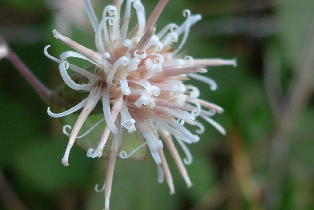P1340410　散歩道で