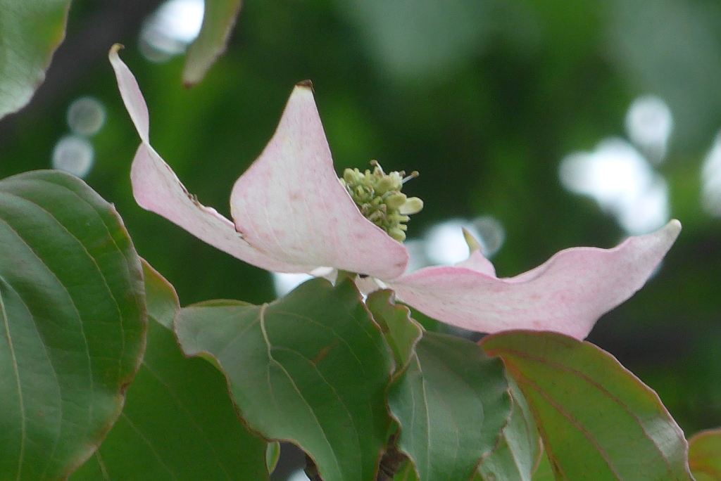 P1220717　ピンクのヤマボウシ