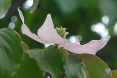 P1220717　ピンクのヤマボウシ