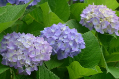 P1380632　紫陽花