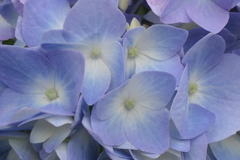P1012026　紫陽花