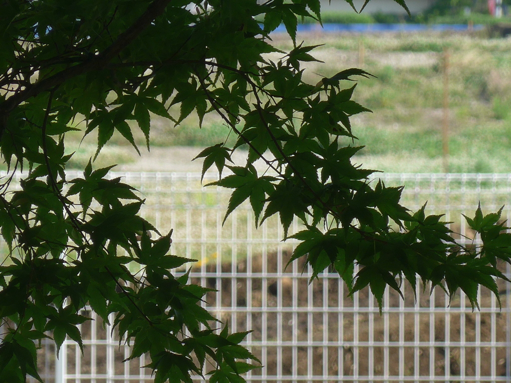 P1090333　もみじ