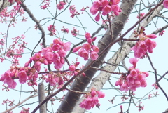 P1260176　寒緋桜